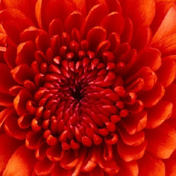 صورة الملف الشخصي لـ Schoolona سكولنا