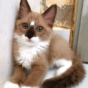 صورة الملف الشخصي لـ Assil Nihal